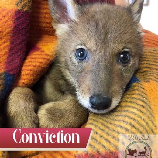 Please consider Wild Souls for your charitable giving https://wildsoulswildliferescuerehab.org/baby-fund-giving-tuesday Thank you ❤️ | Wild Souls Wildlife Rescue and Rehab