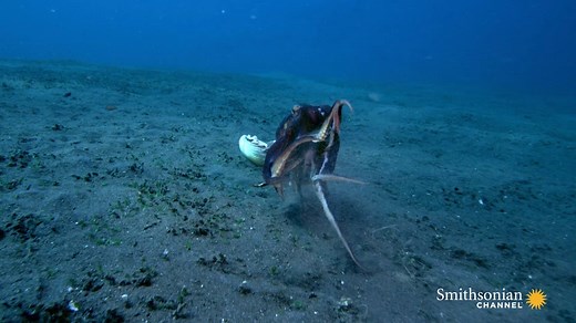 It's not hard to see why coconut octopuses are thought to be some of the most intelligent invertebrates on the planet. This #WorldOctopusDay, just be glad you're not a crab. See more of these fascinating creatures on Crazy Monster. http://bitly.com/2ksM96T | Smithsonian Channel