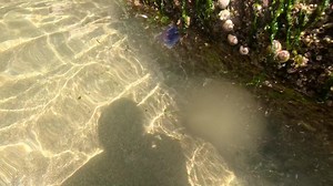 Blue Jellyfish whilst exploring with my GoPro! This one does sting but apparently only mild...my Son was holding them in his hands a couple of years ago without a problem 😬 Hoping to get better videos the more I swim and explore under the Sea 😁🪼 | My Pembrokeshire