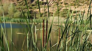 Detail Tall Typha Latifolia Grass On Stock Footage Video (100% Royalty-free) 21282025 | Shutterstock
