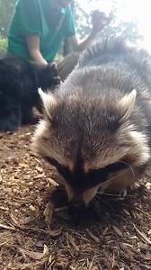 1.4K views · 18 reactions | Heute übernehmen Waschbären, Lamas, Papageien und Co. das Kommando. Im heutigen Radio RSG Social Media Take Over stellt sich der Solinger Tierpark Fauna vor. | Radio RSG | Facebook