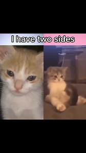 World Meme Database on Reels