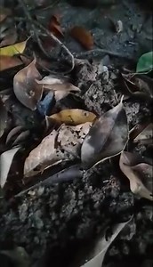 penarikan emas ghaib #safitriindah | Safitri Indah | Facebook