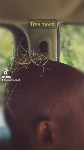 tree moss and benefits