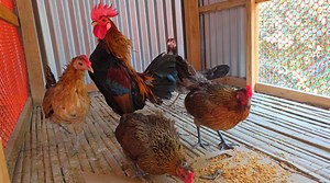 Red Jungle Fowl Chicks Eating Their Morning Scratch | Beautiful Red Jungle Fowl Rooster | Wild BIRDS | Facebook