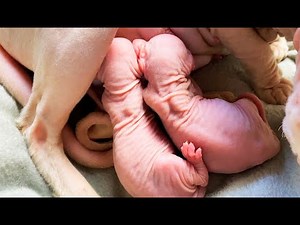 Hairless cat gave birth to cutest hairless kittens Canadian Sphynx