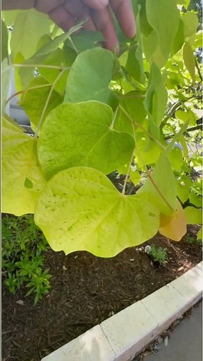 Rising Sun Redbud in Spring #redbud