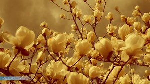 30 minutes instant headache relief (music against migraine)