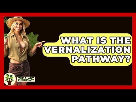 What Is The Vernalization Pathway? - The Plant Enthusiast