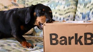 BARKBOX (bahrk-boks), noun: For humans, BarkBox is a monthly box of paw-picked toys and all-natural treats. For pups, it’s the joy of a thousand belly scratches. For mailmen, it’s burying the bone and hatchet. | BarkBox