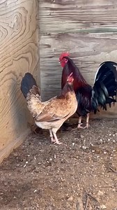 Beautiful claret pair | Ray Alexander Gamefarm