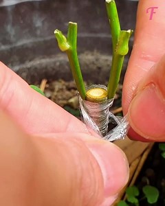 Técnicas de jardinería: cómo injertar tus flores para tener un jardín espectacular. | Fabiosa Trucos