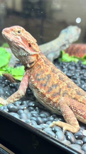 The Uromastyx is a type of desert lizard known for its spiky tail and calm nature 🦎