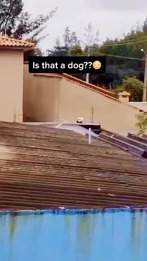 #funnyjokesquotespictures 🤣 😂 #funny #jokes #quotes #pictures #meme ***18 #entertainment site*** Show support and Subscribe! https://www.facebook.com/becomesupporter/FunnyJokesQuotesPictures/ | Funny Jokes Quotes Pictures