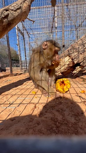 34 reactions · 3 comments | Lucy, our pigtail macaque, loves her some snacks of fruit!!! #lostcreeksafari #zoolife #zoo #zooanimals #animals #fun #oklahoma #stillwater #safari #peace #love #happiness | Lost Creek Safari, LLC | Facebook