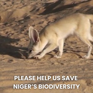 🇬🇧 This Giving Season, act now to save Niger’s wildlife! 🌍✨ From the critically endangered addax (fewer than 100 left) to vultures whose numbers have plummeted by 90%, Niger’s unique wildlife is facing an urgent crisis. With your support, we can protect these species, preserve their habitats, and sustain vital ecosystems that also benefit local communities. 💚 Together, we can halt and reverse the fate of Niger’s irreplaceable biodiversity. 📢 Make a difference today by donating to Sahara Con