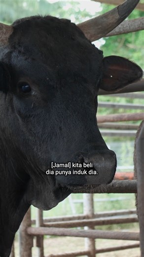 19K views · 310 reactions | Dollah - Lembu Wagyu PERTAMA Lahir di Malaysia! #reels #lembu #wagyu | Destinasi TV | Facebook