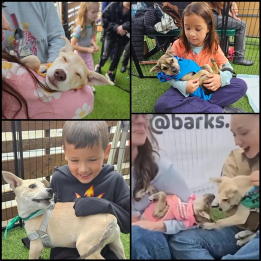 5.1K views | Pawsitive Animal Rescue on Reels | Facebook