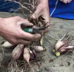Another helpful dahlia dividing video!🌸 • • • • • • • #swanislanddahlias #swanislanddahliasgiftshop #canbyoregon #portlandoregon #oregon #shopsmall #shoplocal #shopsmallbusiness #shop #shopnow #shopping #dahlias #dahliasofinstagram | Swan Island Dahlias