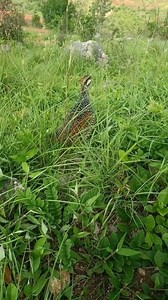 calls of Chinese Francolin (中华鹧鸪,Francolinus pintadeanus), which I often heard when I was a kid in a southern #China village. ❤️❤️❤️ #Chinese #nature #birds #wildlife #travel #peace #beauty #beautiful #love | Lin hillside