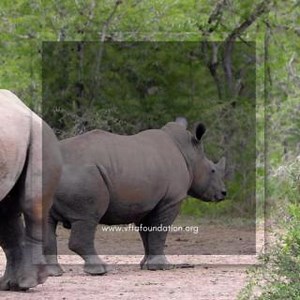 Poaching involves hunting or capturing wild animals illegally. This cruel practice threatens endangered species and can even cause species to go extinct. Though some wildlife trading is not illegal, it becomes dangerous when the amount is excessive and threatens a species' survival. To prevent illegal wildlife trade, you can advocate for stricter controls in the buying and selling of exotic pets and exotic animal products. #poachingiscruel #endpoaching | Voice For The Animals Foundation