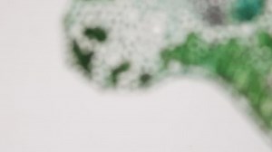 Cross Section Cotton Leaf Under Microscope Stock Footage Video (100% Royalty-free) 3449667083 | Shutterstock