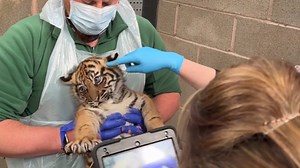 RAW VIDEO: Trio Of Tiger Cubs’ Genders Revealed As They Take First Steps Outside