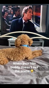 Shall We Dance? is a 2004 American romantic comedy-drama film directed by Peter Chelsom and starring Richard Gere, Jennifer Lopez, and Susan Sarandon. It is a remake of the 1996 Japanese film of the same name. Shall We Dance?# film day #poodle #fbreelsfypシ゚viralシ @facebookfollower @highlights | Teddy’s Paw-some Life