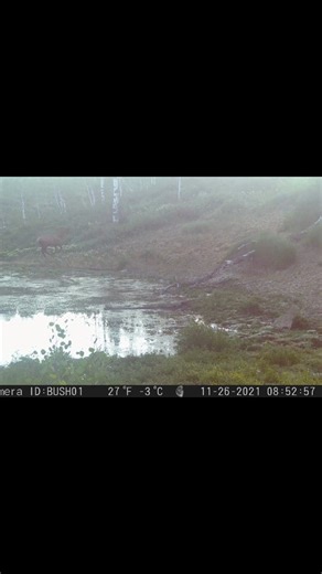 Wildlife on Trail cam! #nature #wildlife #trailcamera #caughtoncamera | Backyard Trail Camera | Facebook