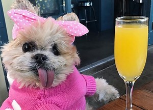 Instagram's favourite dog Marnie sadly passes away, owner confirms
