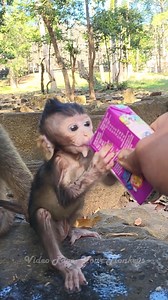 57K views · 1.2K reactions | Astra not yet get Astro back from Bonita and I try feed milk to Astro success at the morning殺 | Your Monkeys | Facebook