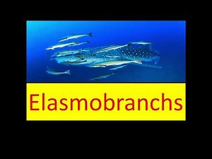 Elasmobranchs||