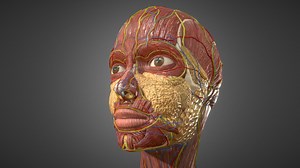 Human Face Anatomy - Skull Muscles Nerves Veins - 3D model by InventionMED