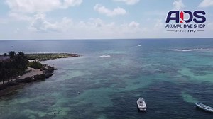 ‼️‼️Explore with Akumal Dive Shop, take advantage of the ocean‼️‼️ What does each activity include? Snorkeling at Akumal Bay Duration: 45 min 🥽🥽We take you on boat for a guide snorkel on a reef protected zone. It includes: 🤿🐠Snorkel gear and life jacket 🐟🏊‍♂️Reef area where you can find turtles, rays and color fish, let's remember they are swimming free *Regular Price: 35 USD *Booking in advanced is needed Save your spot, book now 529843106875 Do not forget to ask about our private transpo