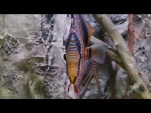 My beautiful Rotturki Discus by Piwowarski