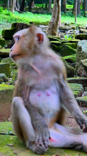 Grandma Ashly look so cute. #5starreview,#5starmonkey,#Monkeyvideos,#MonkeyLife | 5 Star Monkey