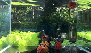 3.9K views · 106 reactions | Premium Calico Cow Ranchu 4inches Body Sizes  | The Koi and Goldfish Factory | Facebook