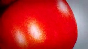 A Message From Our Prophet Rev William Marion Branham. SHALOM Bride. | William Marion Branham message and videos.