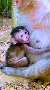 Wow.. Newborn baby monkey Elfi look so cute enjoying sweet milk | Jane Family