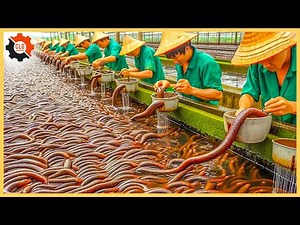 Food Industry Machines That Are At Another Level ▶110