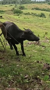 Bigay namin sayo tay kalabaw #Kalabaw #Katuwang #uma #bukid | Rene OC Vlogs