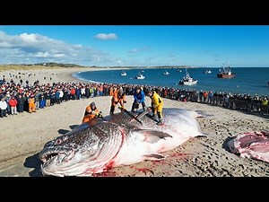 Facing a 1,000-lb Giant Halibut Monster on a Longline – Deep-Sea Documentary