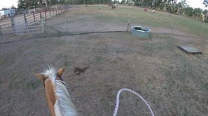'Nugget' the 4yr old gelding on the obstacle course. | Guy McLean