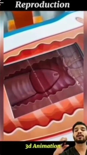 What Happens During Intercourse? | Human Reproduction Explained (3D Medical Animation)