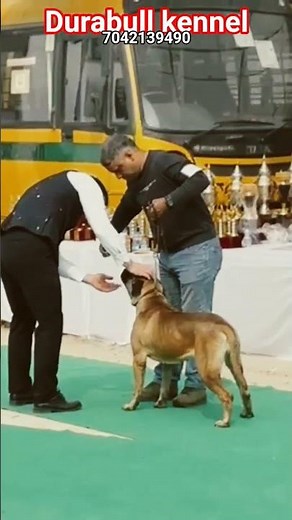 Female bullmastiff anatomy and gait