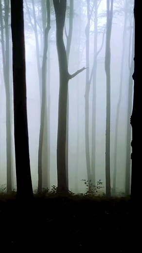 Step into Ailao Mountain, a place shrouded in mystique! Located in Yunnan, this treasure trove of biodiversity offers virgin forest, unique peaks, numerous waterfalls, and a diverse array of wildlife. Come join us on an unforgettable journey through the cinematic landscapes of Ailao Mountain! #EcoCivilization #EcoFuture #Foryou #nature | China Plus South Africa