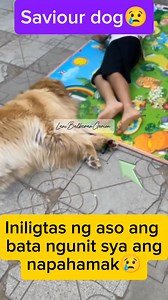 Saviour dog #saviordog #doglover #dogscare #dogs #dogsarefamily | Lani Balberan Gorion