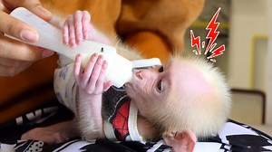 Super Smart Baby Monkey Julius Feeling Surprising When He See a Fly Want to Drink His Milk | Julius Monkeys