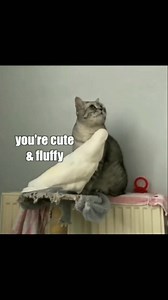 Cute Paws on Reels | Facebook