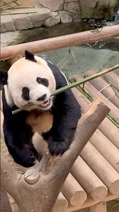 Tree-Top Dining Panda 🐼🌳✨#shorts